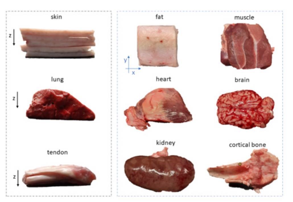 CLF Pig Tissue Used to Create Standard Model to Mimic Disease